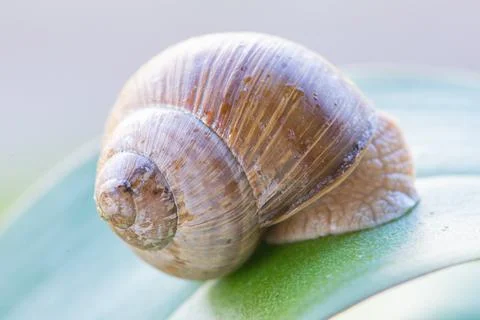Snail macro Stock Photos