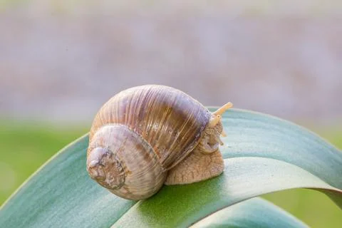 Snail macro Stock Photos