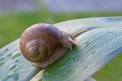 Snail macro Stock Photos