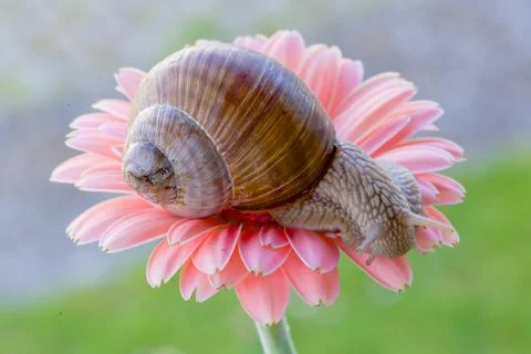 Snail macro Stock Photos