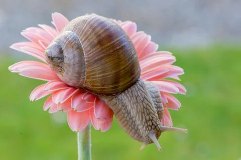 Snail macro Stock Photos