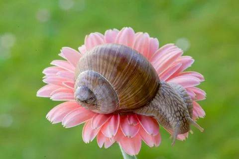 Snail macro Stock Photos