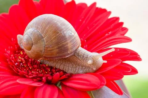 Snail macro Stock Photos