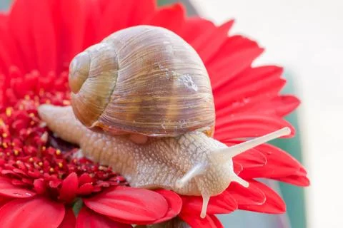 Snail macro Stock Photos