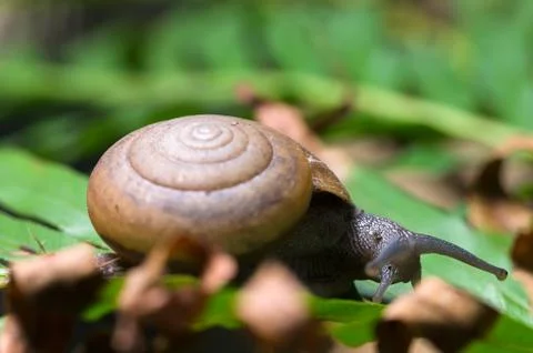 Snail macro on a tree in nature Stock Photos