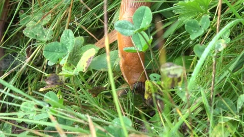 Snail, Macro Walking Snail in Grass, Animals in Natural Environment in Closeup Stock Footage 340742100