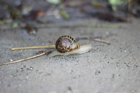 Snail Mail Stock Photos