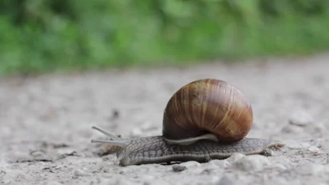 Snail Making Its Slow Journey On The Ground Stock Footage 311575345