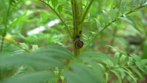 Snail on the marigold tree. Stock Footage 139323805