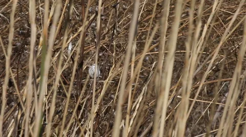 Snail in marsh reeds Stock Footage 990387