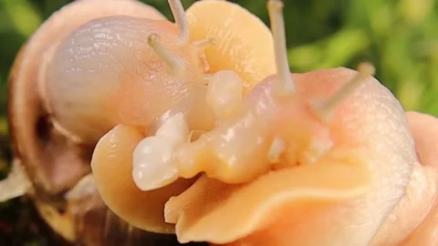 Snail mating. 2 snails Engage in Courtship Dance on moss. bugs, insects, insect Stock Footage 159883983