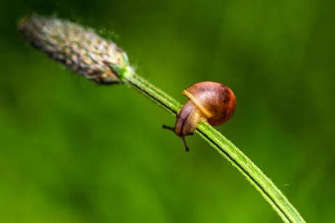 Snail on the meadow Stock Photos