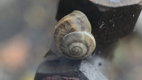 Snail on metal screw macro Stock Footage 97012775