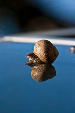 Snail in a mirror Stock Photos