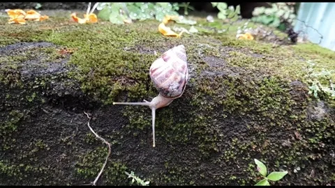 Snail moist Stock Footage 320952395