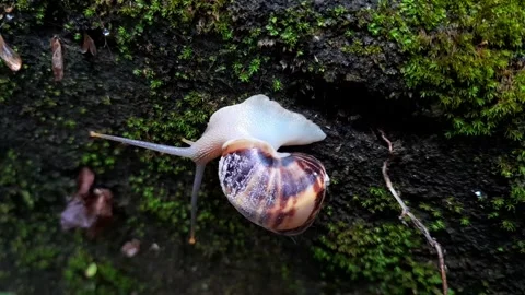 Snail moist Surface Stock Footage 320952377