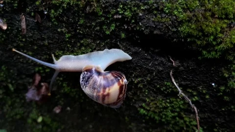Snail moist Surface(1) Stock Footage 320952344