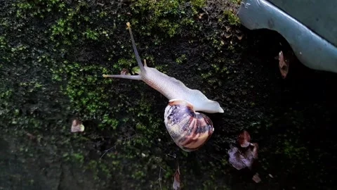 Snail moist Surface(2) Stock Footage 320952360
