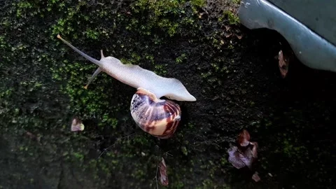 Snail moist Surface(3) Stock Footage 320952362