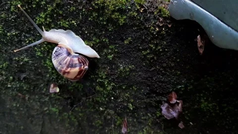 Snail moist Surface(4) Stock Footage 320952371