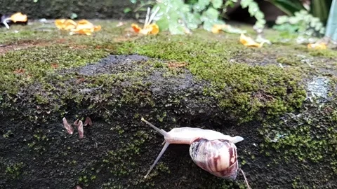 Snail moist1 Stock Footage 320952400