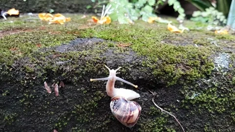 Snail moist2 Stock Footage 320952402