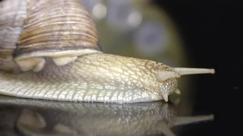 A snail is a mollusc with a single spiral shell. Stock Footage 155327963