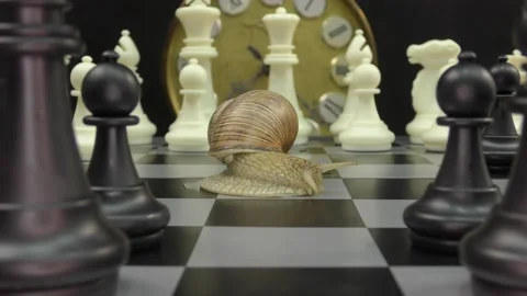 A snail is a mollusc with a single spiral shell Stock Footage 155410929