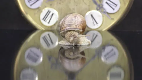 A snail is a mollusc with a single spiral shell Video stock 155410932