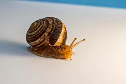 Snail with mollusk Stock Photos
