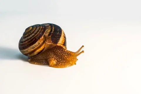 Snail with mollusk 写真素材