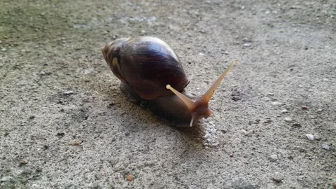 Snail in the morning Stock Footage 242961027