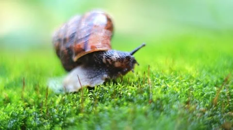Snail on moss 2 Stock Footage 12133265