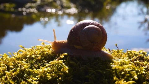 Snail in the moss on the background of water Stock Footage 116467438