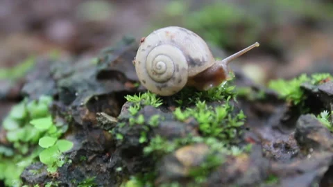 Snail on moss Stock Footage 159792784