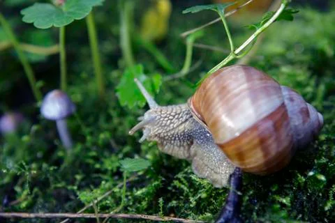 Snail on moss, in the forest Foto stock