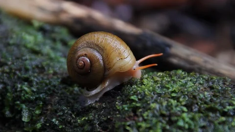 Snail on moss log 1 Stock Footage 88417168