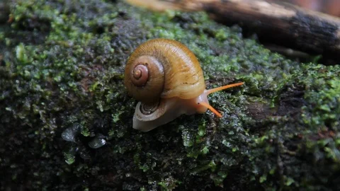 Snail on moss log 2 Stock Footage 88416996