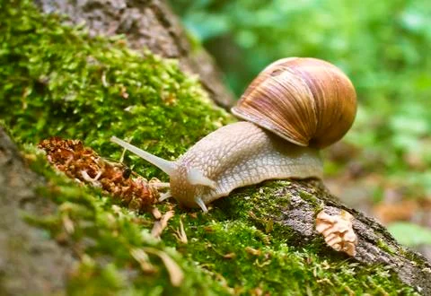 Snail in moss Stock Photos