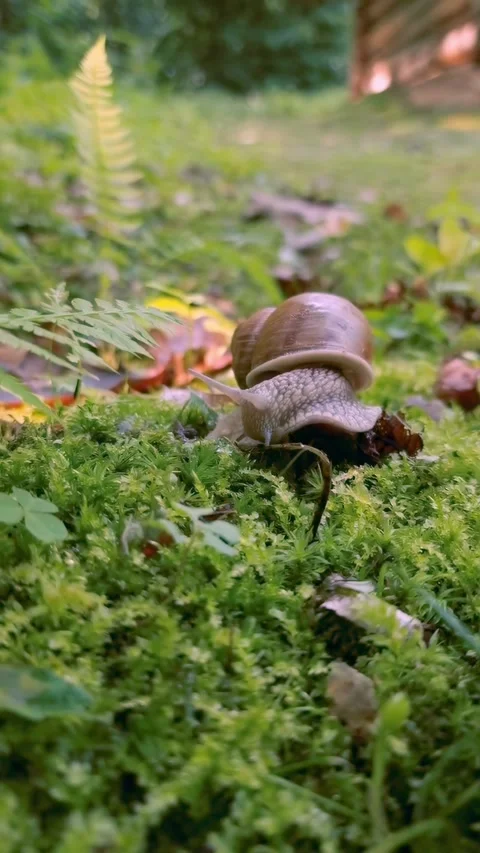 Snail on moss in a summer forest Stock Footage 308740238