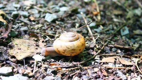 Snail in motion Stock Footage 6224955