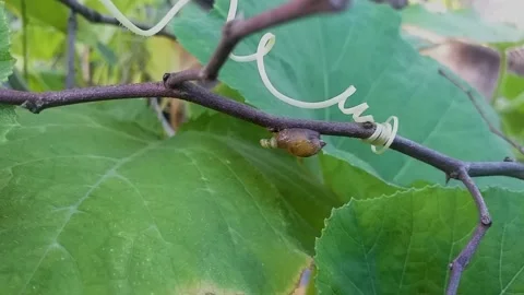 Snail in motion Stock Footage 136418115