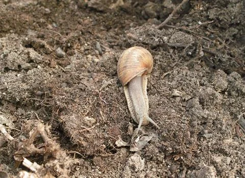 Snail in motion Stock Photos