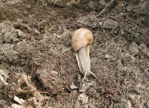 Snail in motion Foto stock