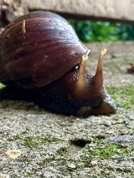 Snail in motion 스톡 사진