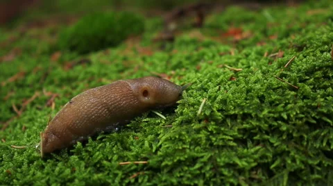 Snail in the mountain forest with green moss background Video stock 54798521