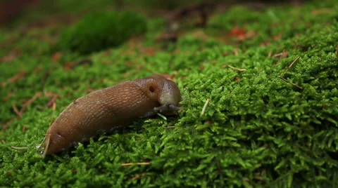 Snail in the mountain forest with green moss background Видео 54798757