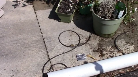 Snail on the move part 1 Stock Footage 87142055