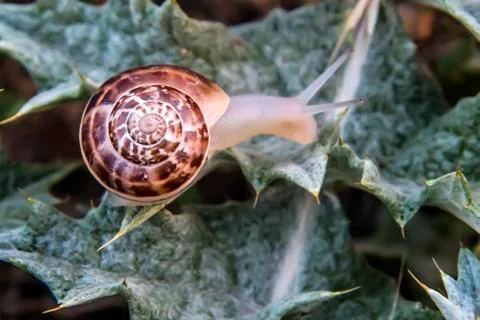 Snail on the move Stock Photos