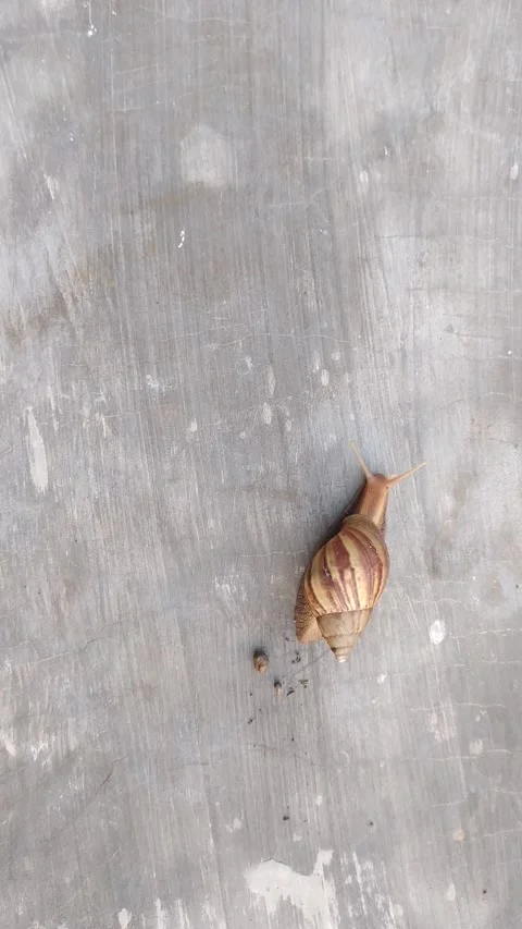 Snail move slowly walking in the ground Stock Footage 255250137